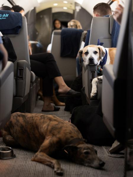 Cena de divulgação do voo teste da Bark Air: empresa oferece voos a partir de R$ 31 mil para voar com cachorros na cabine
