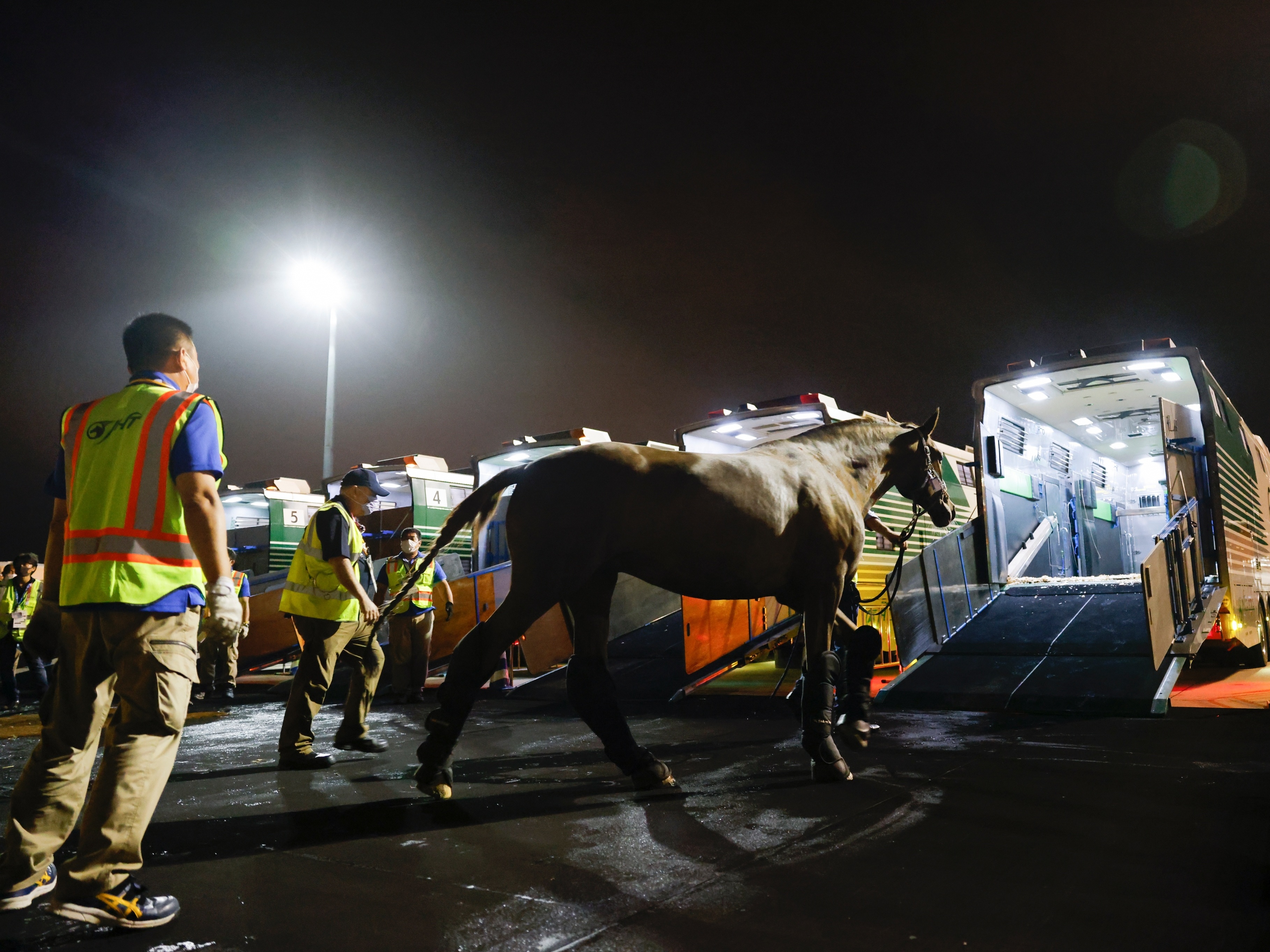 Entenda como o cavalo se movimenta – Adestramento Brasil