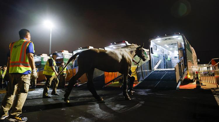 Cavalos de adestramento chegam ao aeroporto Haneda, no Japão, para as Olimpíadas de Tóquio