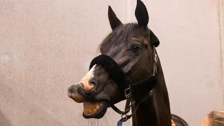 Cavalo transportado de avião para as Olimpíadas: Modalidade aérea inclui tratadores a bordo e passaporte especial