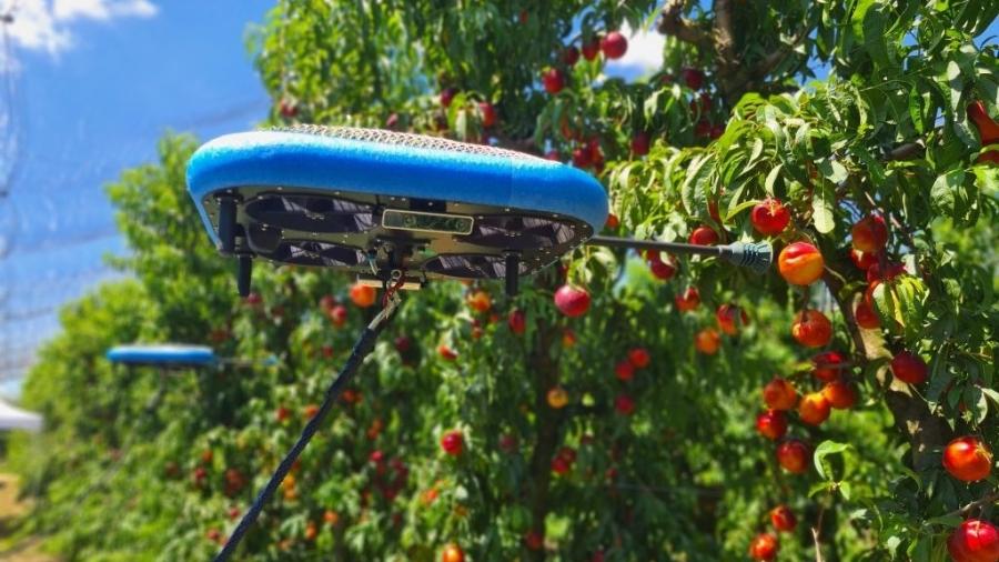 Drone da empresa israelense Tevel Aerobotics colhe maça com ajuda de inteligência artificial - Reprodução/Tevel Aerobotics