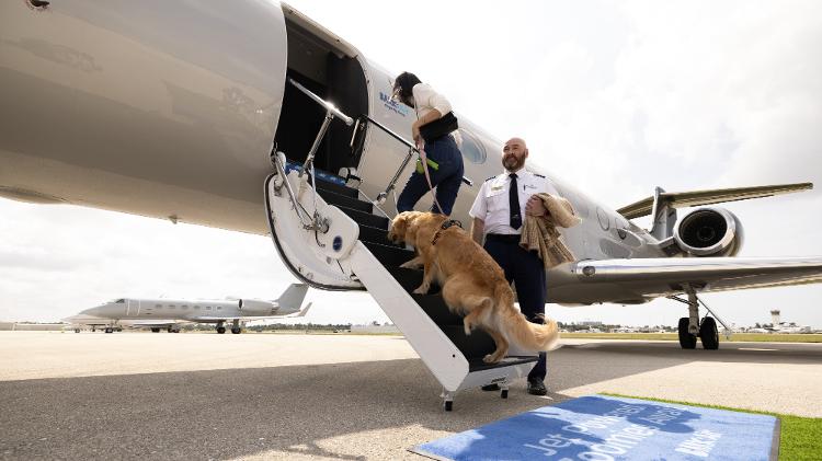 Cachorro embarca em avião da Bark Air: Empresa oferece experiência VIP para os pets em voos