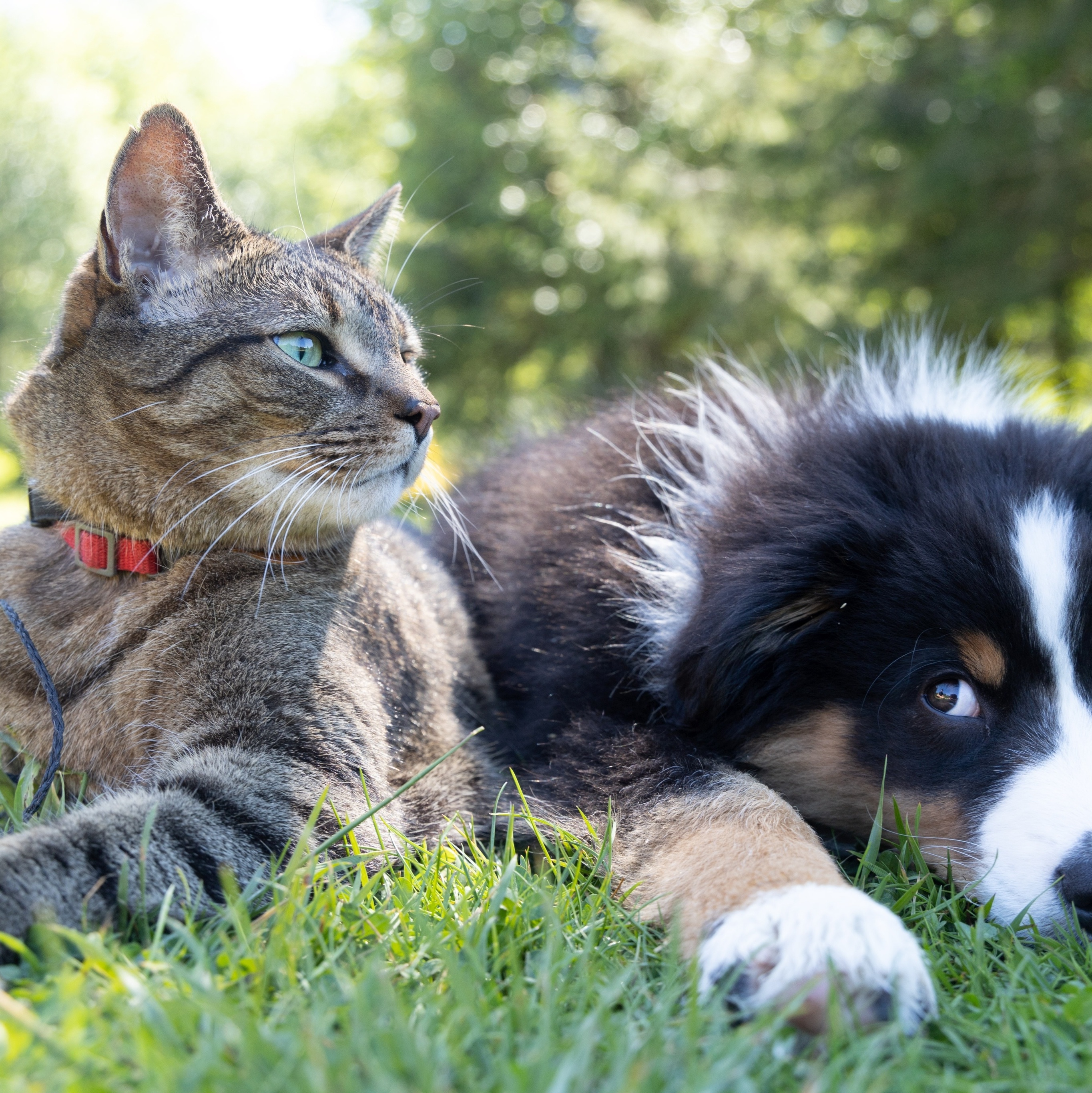 COMO VIAJAR COM SEU GATO PARA OS ESTADOS UNIDOS EM 2022 