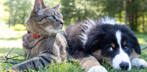 Animais de estimação: Saiba regras para voar com pets