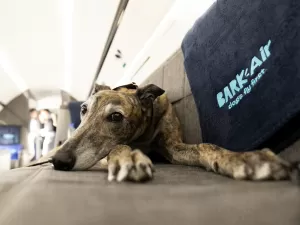 Aérea que faz voos exclusivos para cachorros é processada dias após estreia