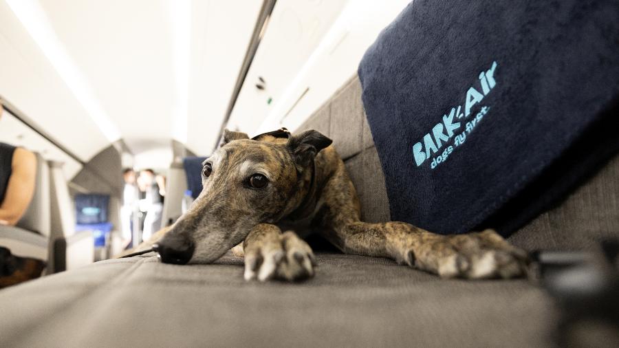 Bark Air: Empresa oferece voos VIPs para cachorros junto aos seus tutores na cabine e sem limite de tamanho