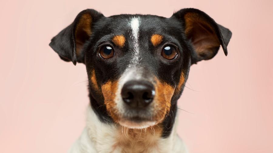 Cachorro fofo da raça Jack Russell Terrier - Victor Grabarczyk/Unsplash
