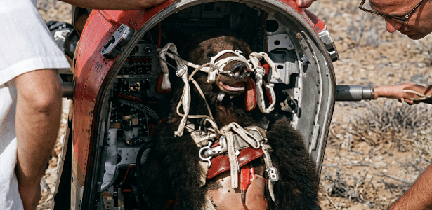 A história do urso que foi ejetado de avião supersônico para salvar pilotos