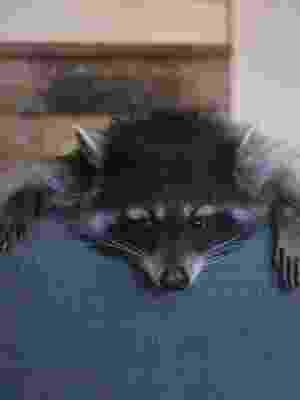 Conheca Thor O Guaxinim Mais Popular Do Que Copa Em Sao Petersburgo Entretenimento Bol Descubra o que significa sonhar com tiros. conheca thor o guaxinim mais popular