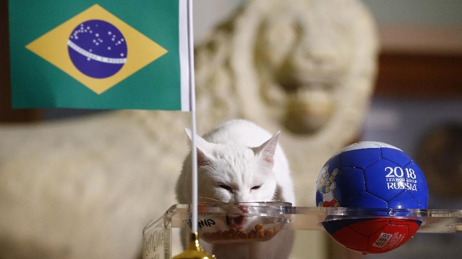 Gato Achilles come ração na tigela com a bandeira do Brasil - Reuters