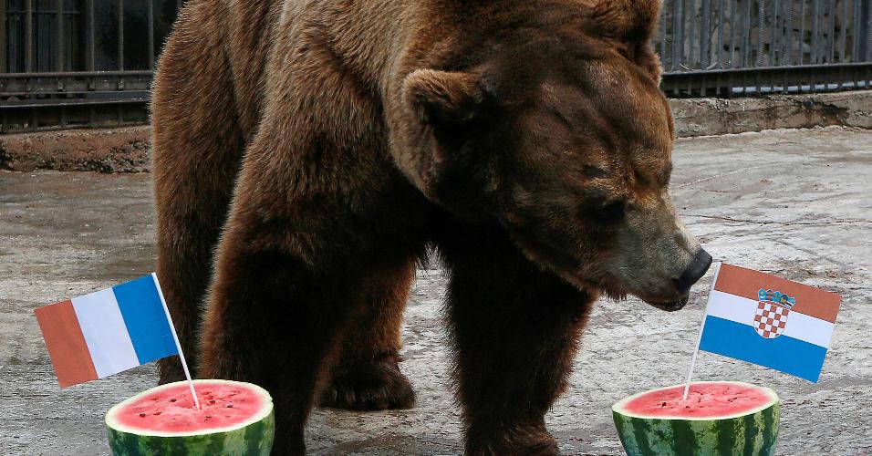 Urso aponta para melancia com a bandeira da Croácia 
