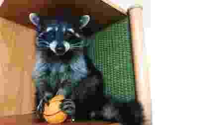 Conheca Thor O Guaxinim Mais Popular Do Que Copa Em Sao Petersburgo Entretenimento Bol Voce nao esta sendo completamente honesto em alguma situacao. conheca thor o guaxinim mais popular