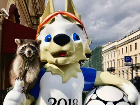 Conheca Thor O Guaxinim Mais Popular Do Que Copa Em Sao Petersburgo Entretenimento Bol Sonhar com guaxinim significa fraude e roubo. conheca thor o guaxinim mais popular