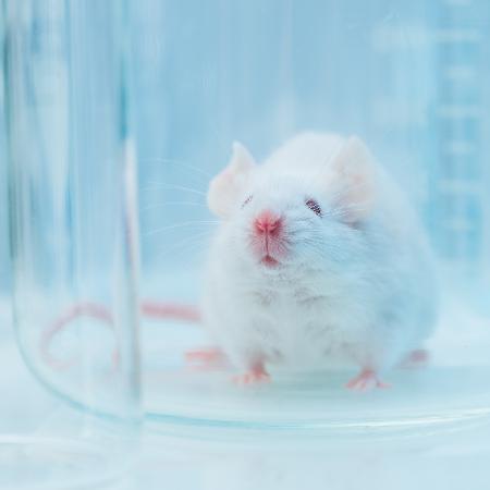 Estudo foi feito com ratos e indicou o hormônio epinefrina pode ser responsável pelos malefícios - iStock