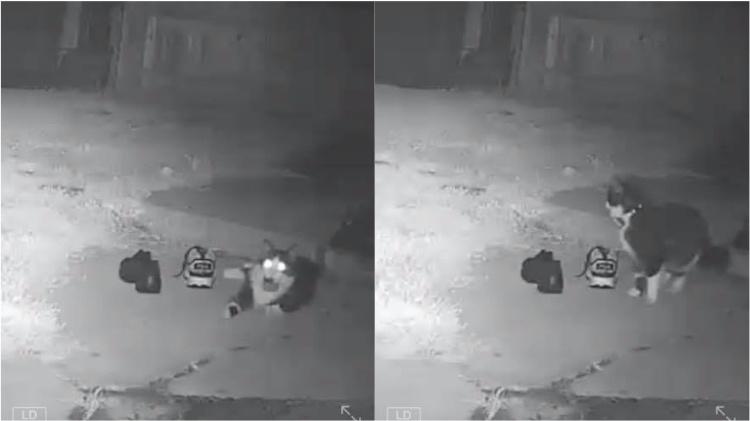 Gato Jordan - Reprodução/Facebook - Reprodução/Facebook