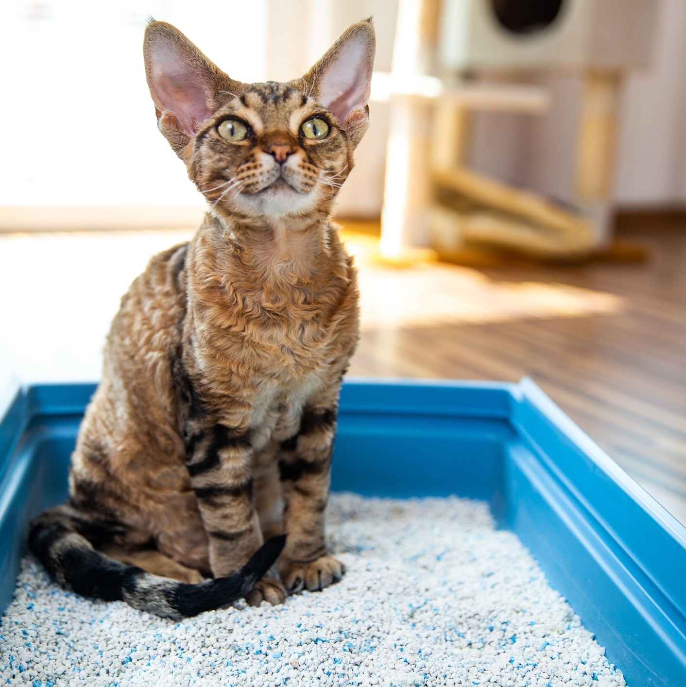 Caixa de areia para gatos: saiba escolher a melhor opção