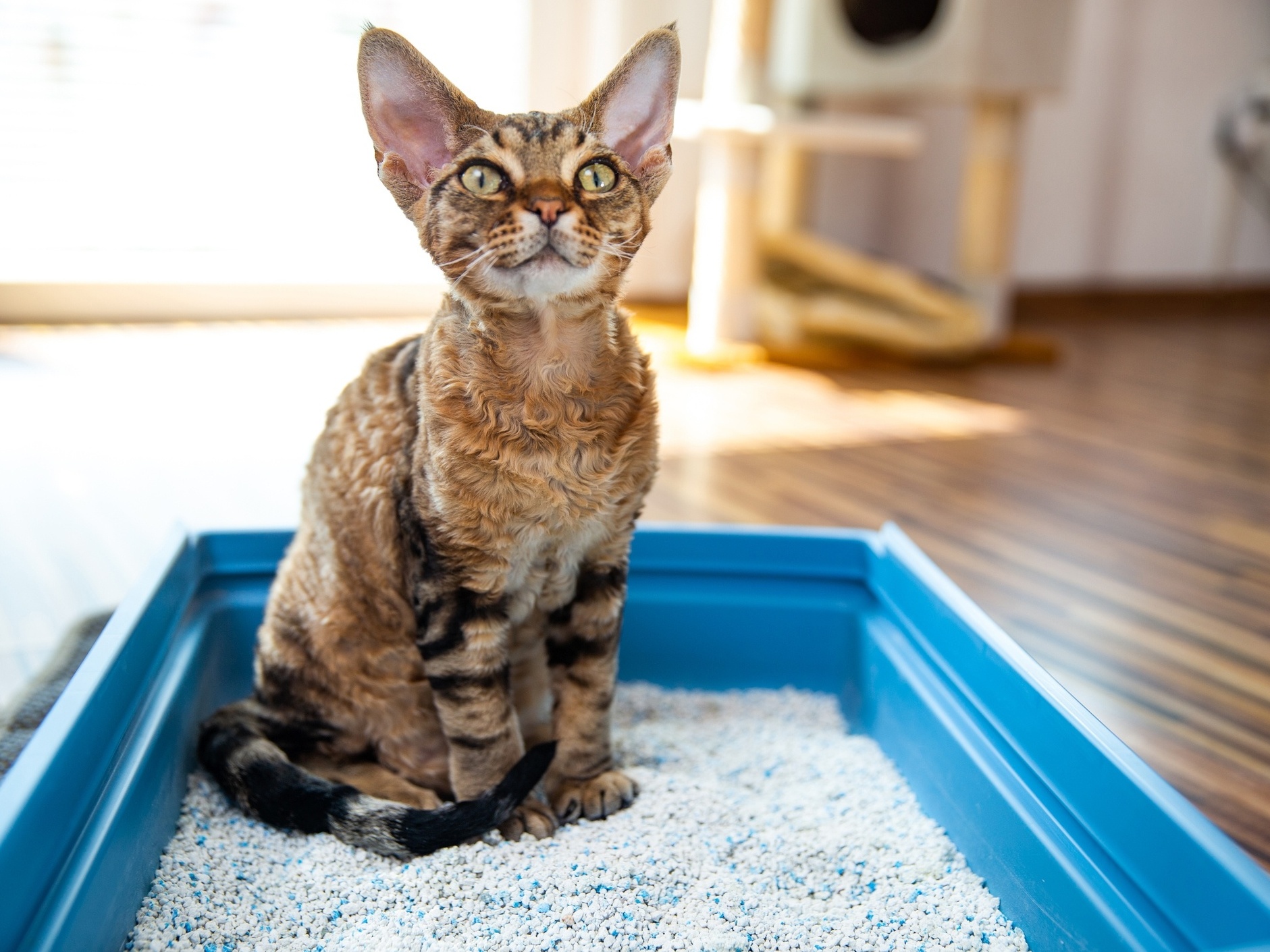 Caixa de areia para gatos totalmente fechada Caixa de areia para