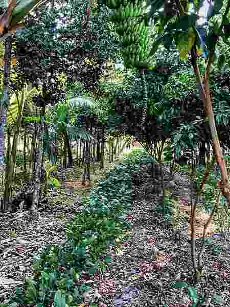 Fazendo Coruputuba parece com floresta tradicional, mas na verdade é um espaço de cultivo de frutas, raízes e madeira no Vale do Paraíba - Reprodução/Instagram - Reprodução/Instagram