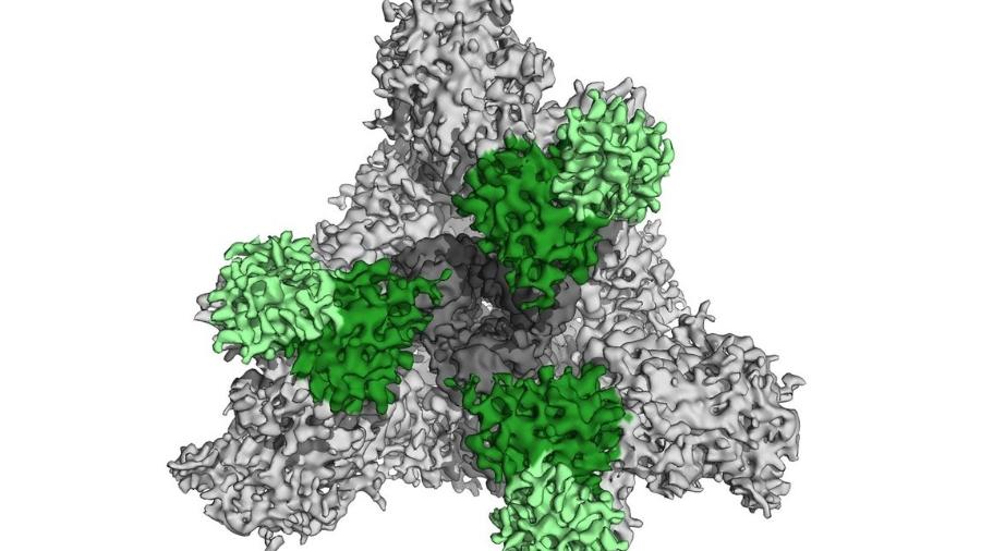 Primeira imagem de anticorpos neutralizando o coronavírus - C. Barnes/Björkman laboratory