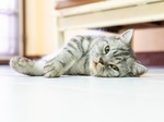 Morre Oliver, gato de Rafa Steinbach, vítima de rara doença