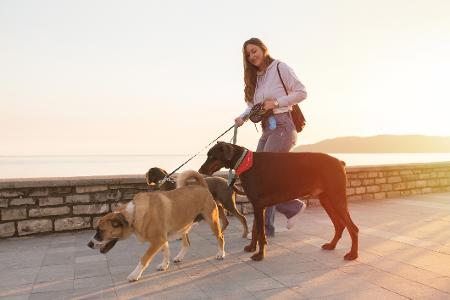 DOG WALKER - O PROFISSIONAL AMIGO DE CAMINHADA DO SEU CÃO