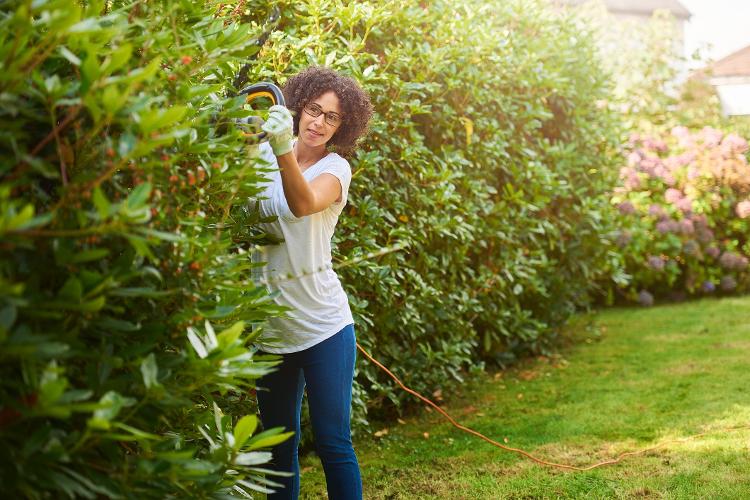 Plantas para cercas-vivas podem alcançar até 4 metros em um ano - Getty Images - Getty Images