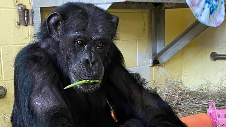 A chimpanzé hoje vive em um santuário com três hectares junto a outros 220 da espécie. - Save the Chimps - Save the Chimps