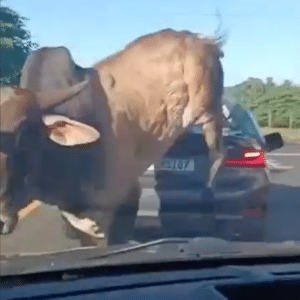 BMW atingida por touro tem perda total e dona pede justiça: 'é revoltante'