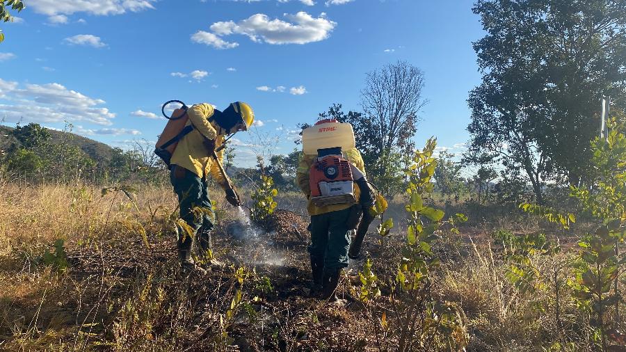 Brigadistas tentam controlar incêndios fora do controle no Cerrado, onde há uma verdadeira floresta de ponta-cabeça - Giovana Leopoldi/Divulgação