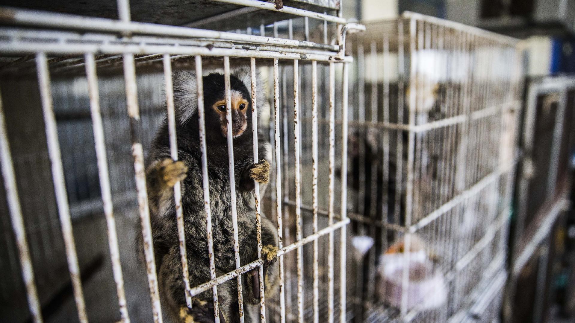 Tráfico no Brasil tira por ano 38 milhões de animais da floresta e gira ...