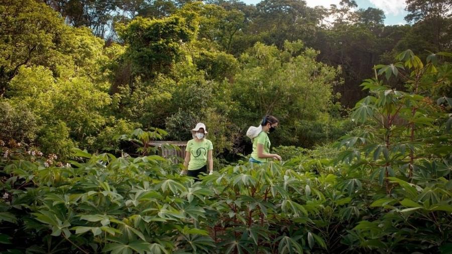 Agentes do Corredor Caipira: projeto preserva, conserva e incentiva agroflorestas no interior paulista - Jessica Lane/Reprodução/Instagram