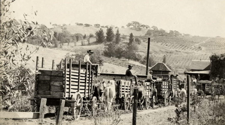 Nagasawa viajava pela região, ensinando outros viticultores a cultivar uvas - Museu do Condado de Sonoma - Museu do Condado de Sonoma