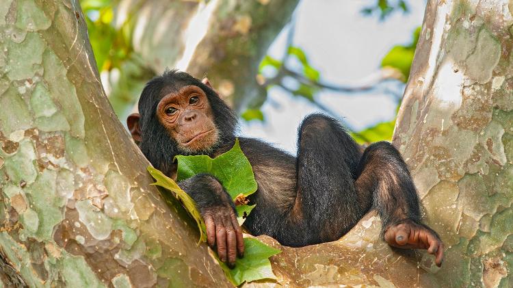 Filhote de chimpanzé deitado na árvore  - Getty Images/iStockphoto - Getty Images/iStockphoto