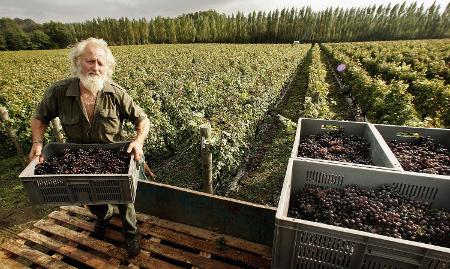 Colheita de Pinot Meunier, na Nyetimber, em West Chiltington - Peter Macdiarmid/Getty Images - Peter Macdiarmid/Getty Images