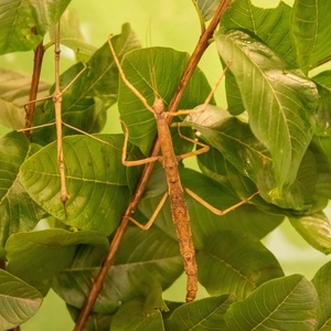 Planeta Inseto