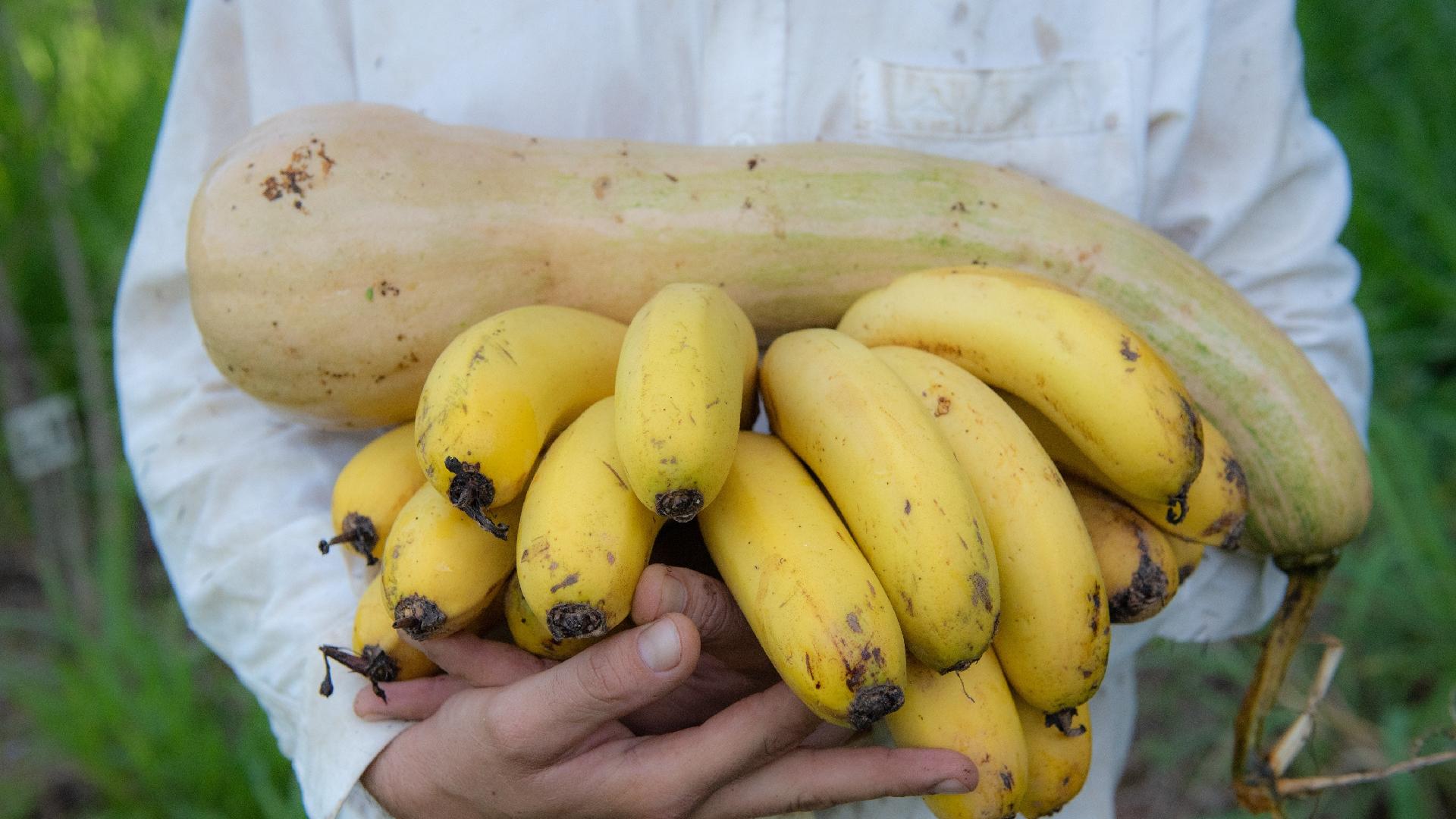 Agricultor Moises Machado com produção de agrofloresta em Jaguariúna (SP) | Crédito: Flavio Moraes/UOL