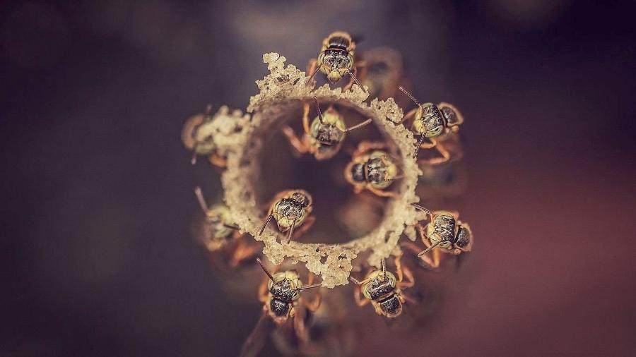 Colmeia de abelhas-jataí - Luis Carlos Martinelli/Wikimedia Commons