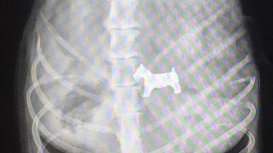 Imagem de raio-X mostra cachorro que engoliu peça de jogo em forma de...cachorro - Reprodução/brainyblond/Reddit