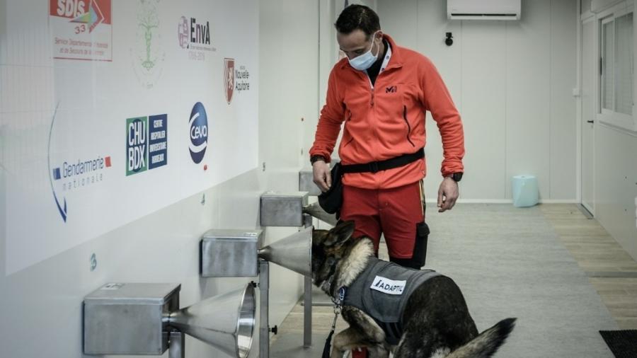 Detecção de covid-19 por cães seria uma solução complementar e menos invasiva - AFP/AFP