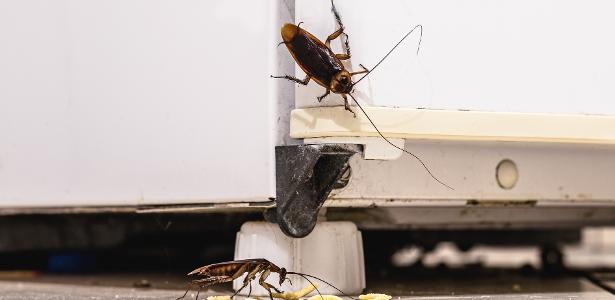 Bolhas e 'teoria das baratas' mantêm mercado financeiro global em suspense