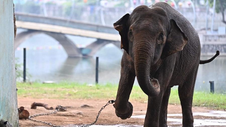 Elefanta com uma perna algemada no zoológico de Hanói, no Vietnã