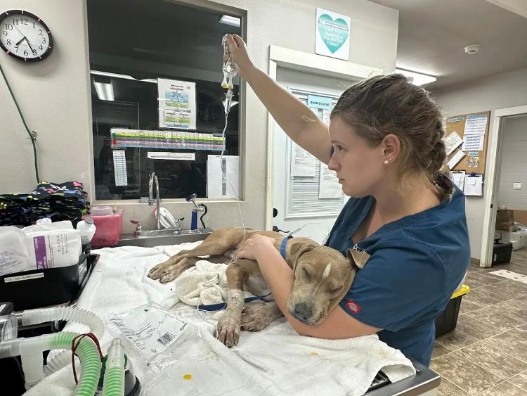 Roman sendo atendido pela equipe veterinária da Maui Humane Society