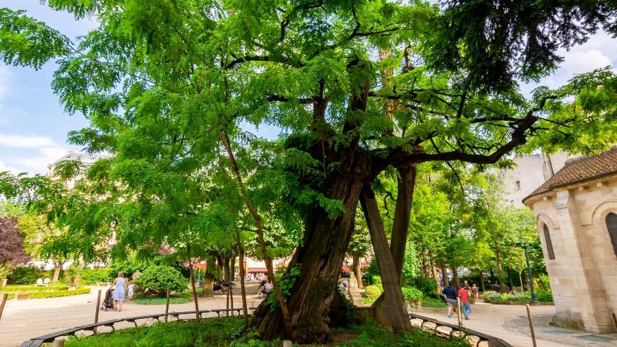 Árvore mais antiga de Paris fica na praça René Viviani e tem 424 anos Árvore mais antiga de Paris fica na praça René Viviani e tem 424 anos