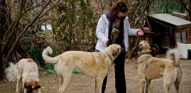 Dalene Heck e os cães da casa em que ficou na Turquia - Arquivo Pessoal - Arquivo Pessoal