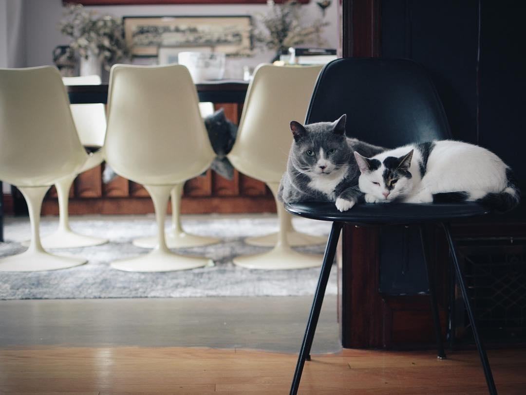 Frankie e Felix, que estão no Canadá, são inseperáveis até na hora da soneca. Os bichanos se espremem em um único móvel, mesmo havendo na sala de jantar (ali ao fundo) uma coleção de cadeiras Saarinen de tirar o fôlego - Instagram/@kim_dti