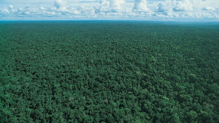 Alemanha segue Noruega e anuncia retomada do repasse de verbas para o Fundo Amazônia após a eleição de Lula - Getty Images