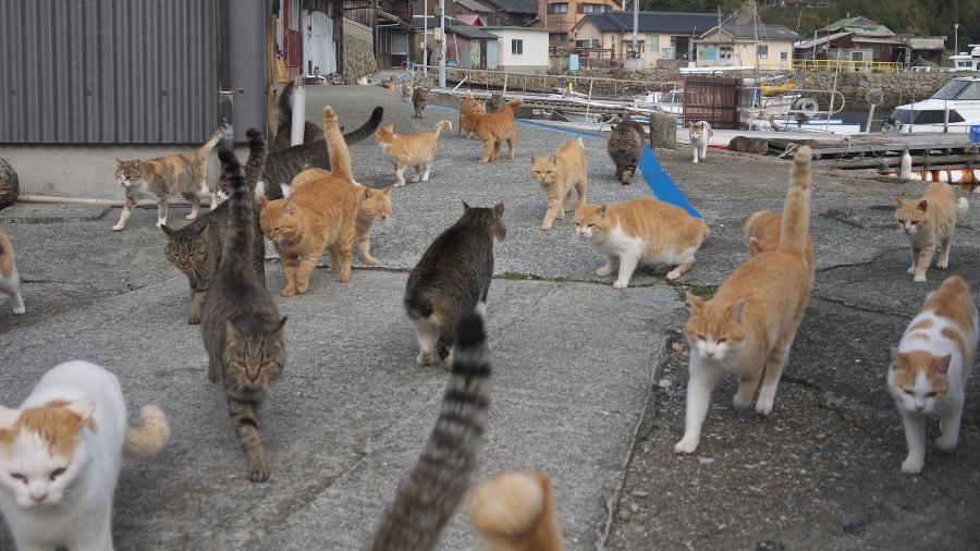Gatos na ilha de Aoshima, no Japão: um dos lugares "invadidos" por animais - Getty Images/iStockphoto
