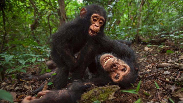 Dois filhotes de chimpanzés brincando  - Getty Images - Getty Images