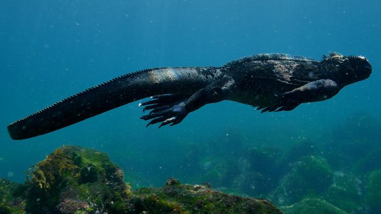 Iguana nadando em Galápagos - Getty Images/iStockphoto - Getty Images/iStockphoto