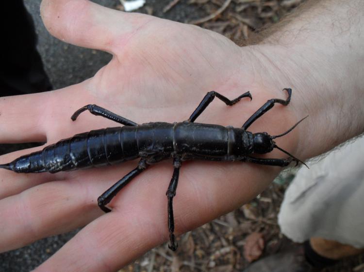 Reproduzida em cativeiro, a lagosta-de-árvore chegou a uma população próxima a mil